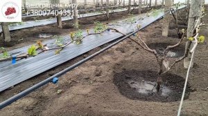 Влагозарядный полив: когда и зачем