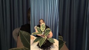 Обрезка и пересадка фикуса каучуконосного !!!