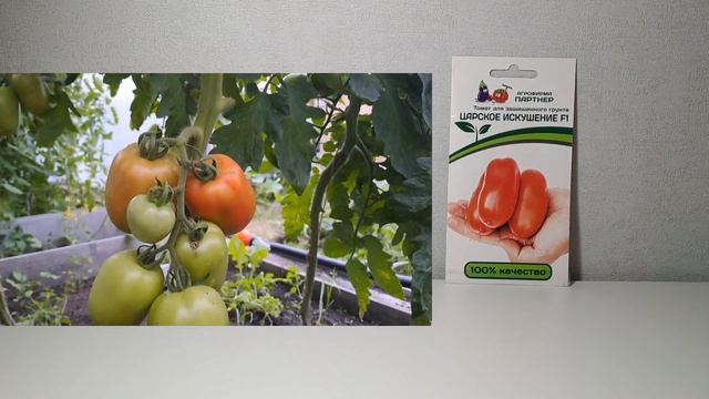 ЛУЧШИЕ ТОМАТЫ на 2025 год! 2 часть. смотреть онлайн