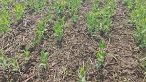 Горох 2024.Норма высева, сорта, гербициды, технология Ст?