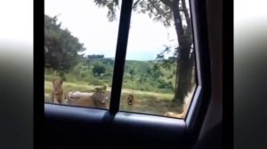 ЗА СЕКУНДУ ДО...   To Be Continued memes  Вот это Поворот, До СЛЁЗ Coub Compilation  Лучшие приколы