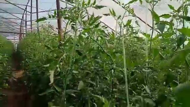 турсунзода теплица номер 3      29 август смотреть онлайн