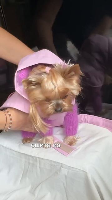 Попона и теплый комбинезон для собак ранетка crochet од?