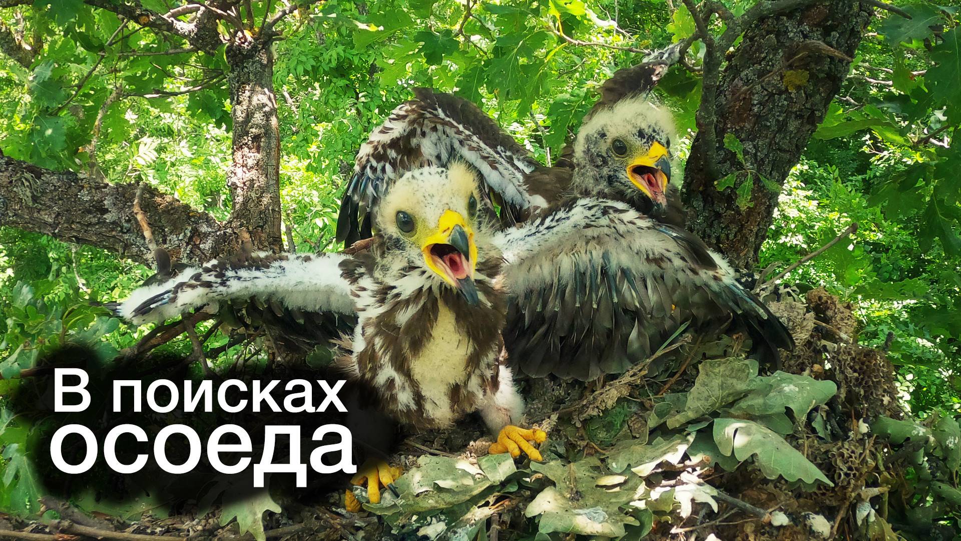 Птицы Крыма. В поисках осоеда.
