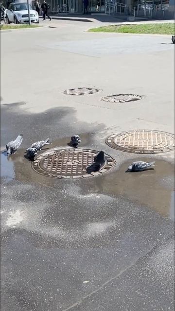 Жара/вода/голуби))