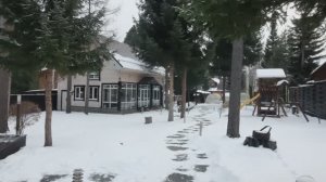 Наша дача в ноябре.  Собрала зелень в теплице