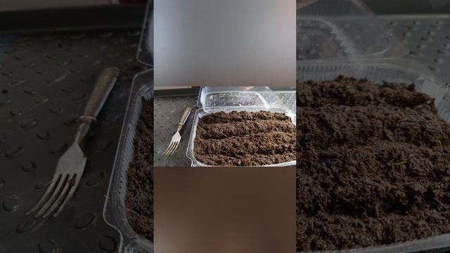 Как получить быстрые всходы сладкого перца