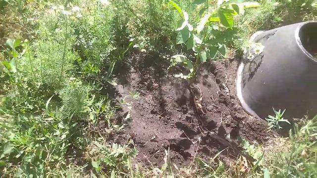 Грецкий Орех 🙂 Муравейник помеха или нет ? смотреть онлайн