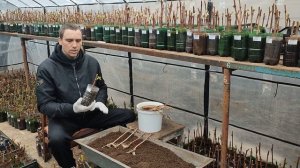 Проращивание черенков винограда! Простой способ.