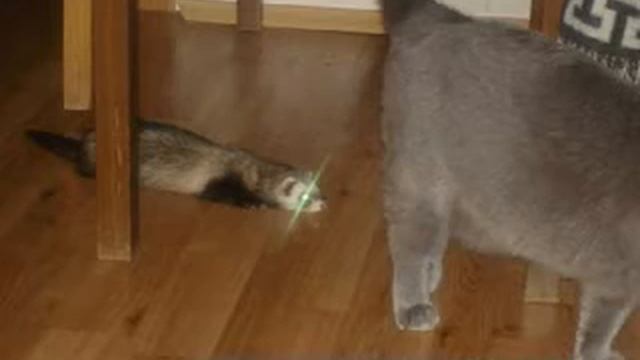 Хорьки для страйкбола смотреть онлайн