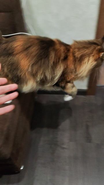 Кошка убегает