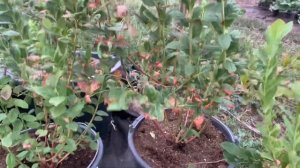 Выращивание голубики в кислом торфе в контейнере ￼