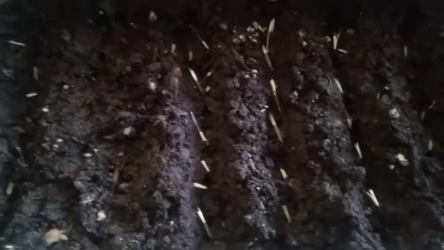 Сеем бархатцы смотреть онлайн