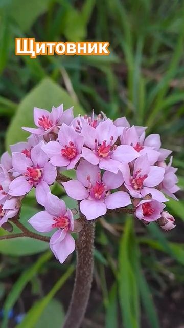 Щитовник. Одесса. 14.04.2024 #цветы #весна #щитовник смотреть онлайн