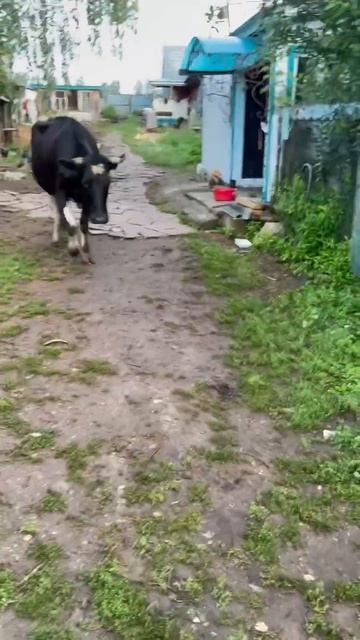 #сарай #корова #animalfarming #animals #ферма #семейнаяферма #жизн