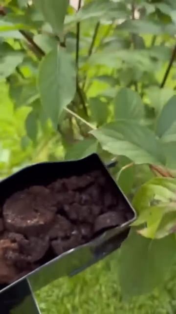 🌸 Кофейная гуща для гортензии смотреть онлайн