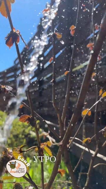 Утро С Легкими Ногами 🤪 #баня смотреть онлайн