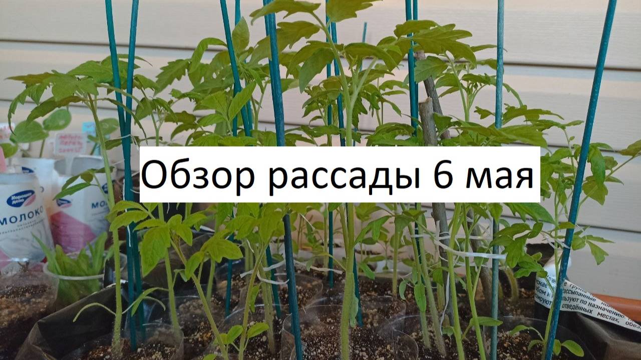 Обзор рассады 6 мая