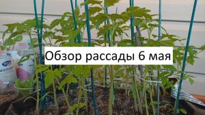 Обзор рассады 6 мая