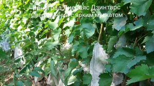 Виноград Лиепаяс Дзинтарс латвийской селекции сверхр