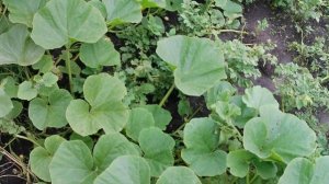 Вертикальная грядка башенного типа. Выращивание тыкв?