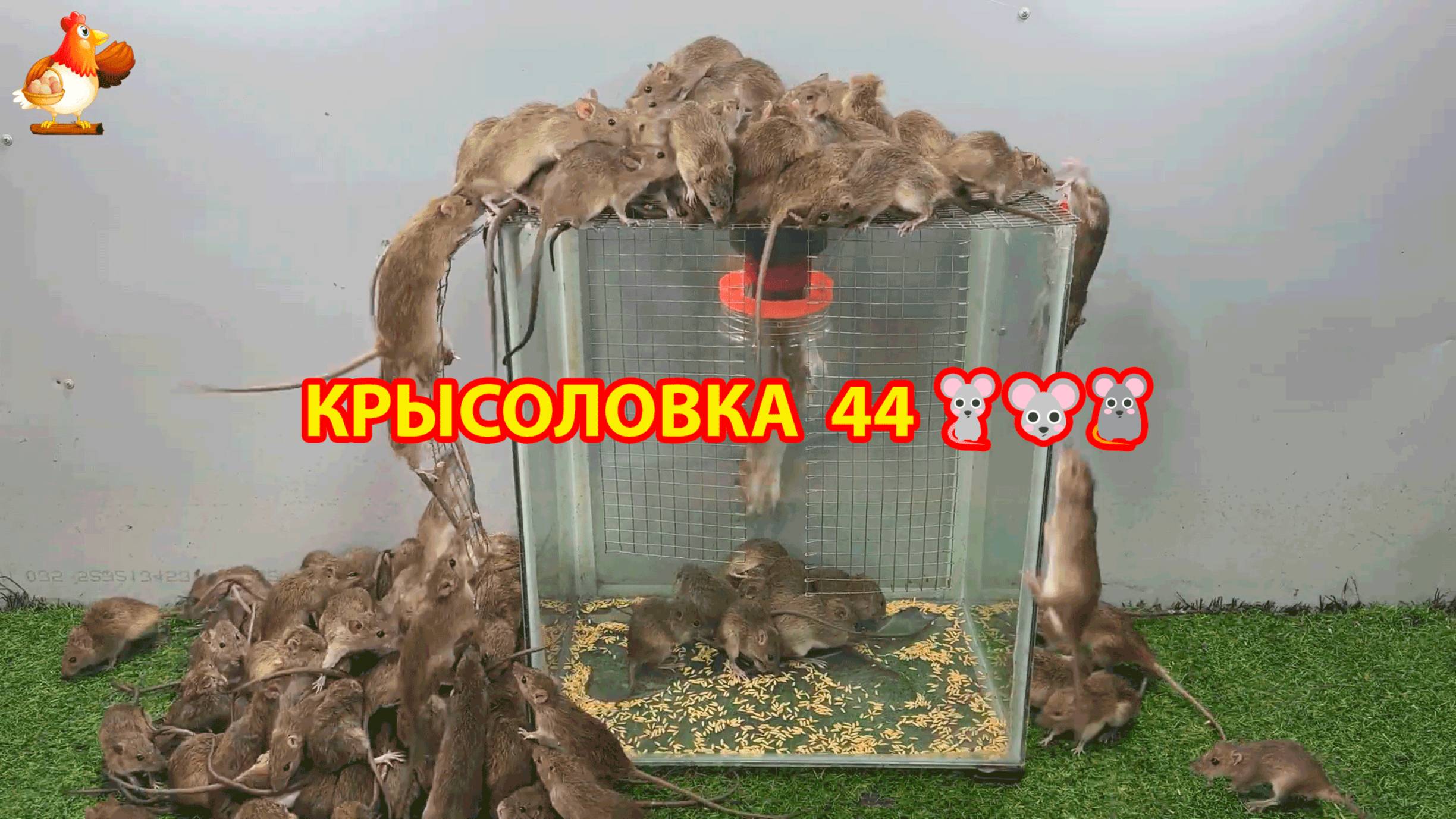 Крысоловка вариант (44) 🐀 Как сделать крысоловку своими руками и поймать кучу крыс 🐀🐁🐀