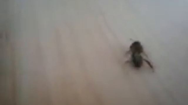 Улей своими руками. 17 апреля. Обножка 17 апреля. смотреть онлайн