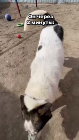 Когда любителя животных спросили...