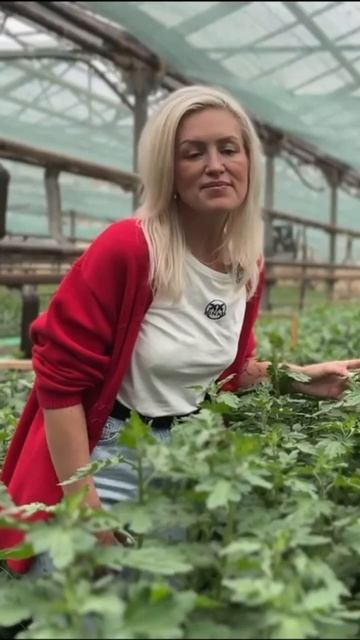 ХРИЗАНТЕМА в срезке #рассада #хризантема #хризантемы #? смотреть онлайн