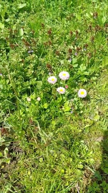 Маргаритки ...#весна #красота смотреть онлайн