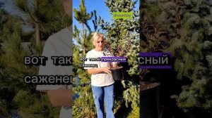 Вейгела Нана Пурпуреа - из нашего питомника Дивный сад