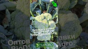 ВОТ ПОЧЕМУ МОИ РАСТЕНИЯ НЕ БОЛЕЮТ! Томаты без фитофторы, огурцы без пероноспороза.