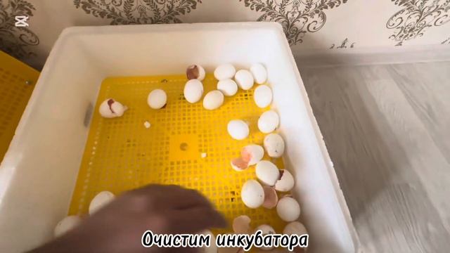 Выращивание цыплят в домашних условиях, сегодня первы смотреть онлайн