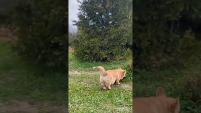 Девочки корги