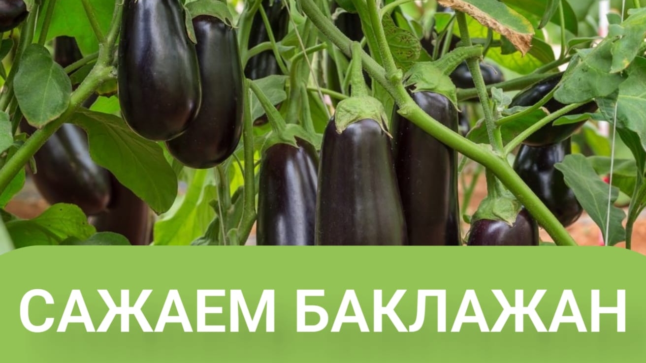 САДИМ БАКЛАЖАНЫ. 7МАЯ.