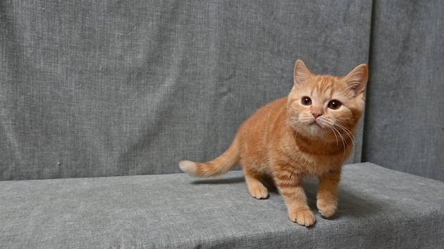 DSC_2276 смотреть онлайн