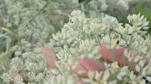 Тмин Обыкновенный: Сбор, Хранение и Практическое Прим?