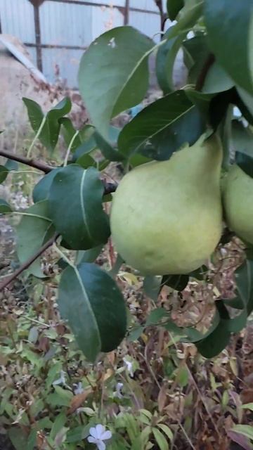 Груша Просто Мария, сравнение плодов на 1 сентября #garden смотреть онлайн