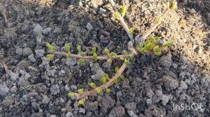 СУЛЬФАТ АММОНИЯ растворился