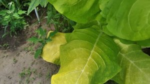 Обзор посадок табака 2 июля