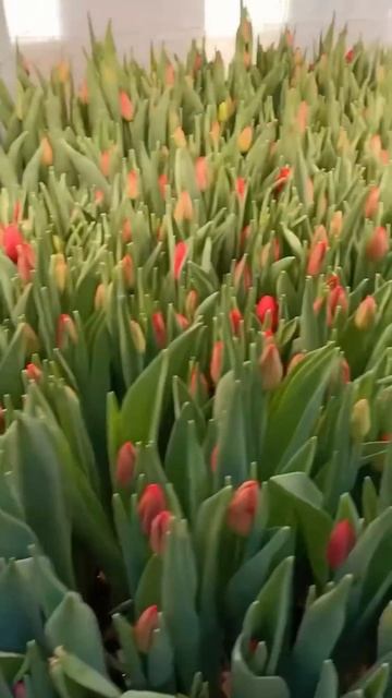 А зимой особенно хочется тюльпанов! 🎵🌷 Видео от наши