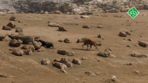 Гениальные морские охотники. Анонс. Канал ЗОО ТВ