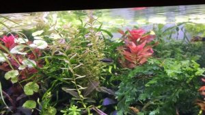 Аргиллит ( горелик ) аквариумный грунт . Опыт использов