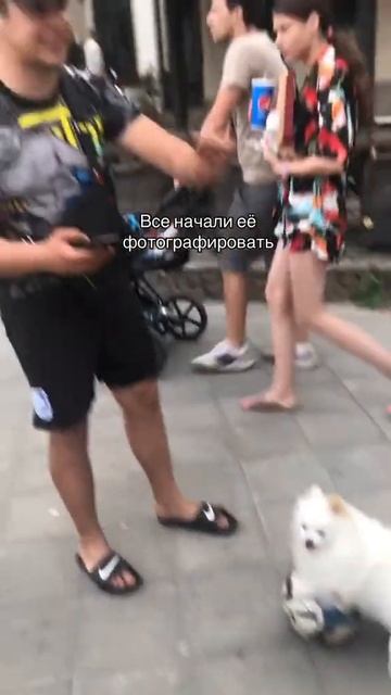 Собака-футболистка⚽️ #звезда #football #футболист #популярное #paparazzi смотреть онлайн