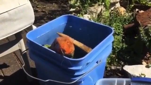 Jetix через призму юмора. смотреть онлайн