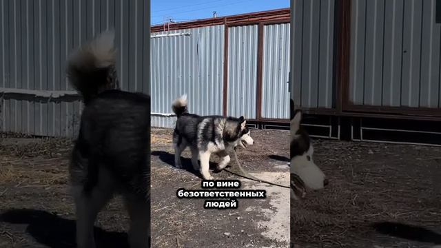 По вине безответственных людей остались без семьи и дома... | Хаски