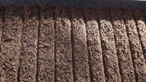 Посев Цинерарии Стар Ворс к 8 марта