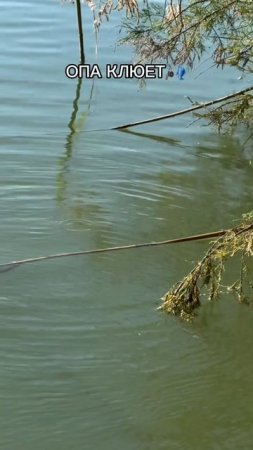 Момент поклевки 🎣