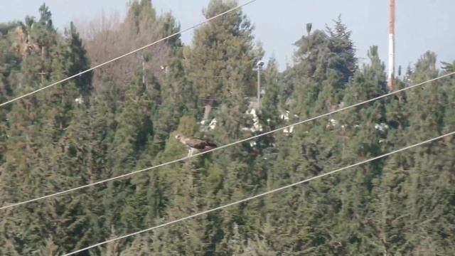 19.07.19.Жизнь земная....Израиль смотреть онлайн