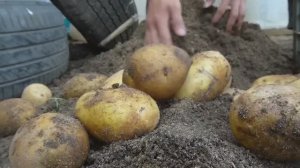 Выращивание картофеля в автомобильных шинах